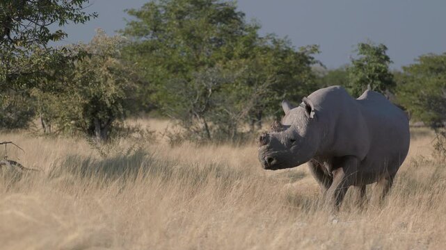a tracking shot of a dehorned black rhinoceros approaching at ombika waterhole of etosha national park in namibia, africa