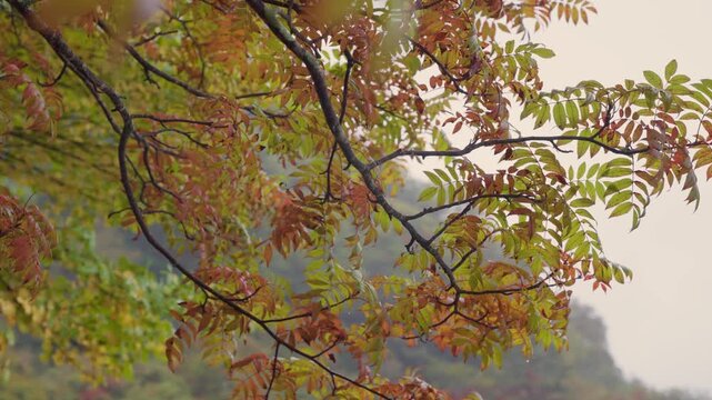 Colorful autumn leaves on a tree branch dripping with raindrops on a foggy day in the mountains of Nikko, near the Toshogu shrine, creating a serene and melancholic atmosphere