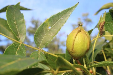 Fototapeta premium One green shagbark hickory nut with leaves at Miami Woods in Morton Grove, Illinois