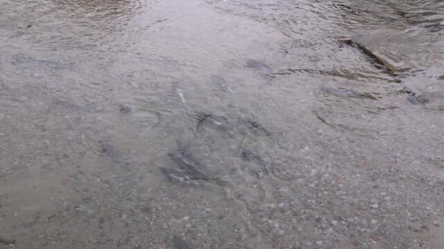 an overhead shot of salmon spawning in pullen creek at skagway, alaska of the usa