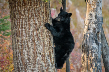American black bear cub climbing a thick tree trunk in Yellowstone National Park © Sergio Llaguno