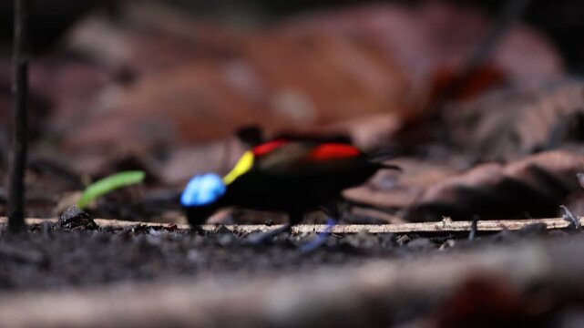 Wilson's bird-of-paradise (Diphyllodes respublica) is a species of passerine bird of the family Paradisaeidae.This photo was taken in Waigeo island, Indonesia.