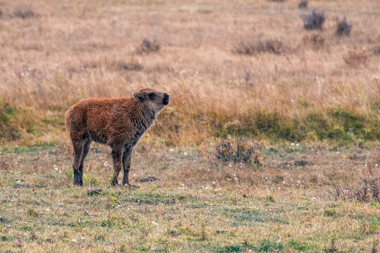 American bison calf standing with its head raised in an open valley at Yellowstone National Park