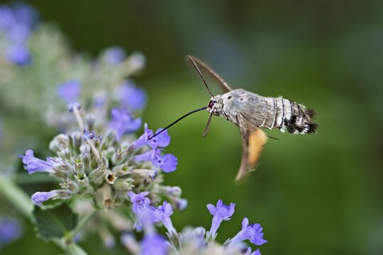 Star-tailed hummingbird (Macroglossum stellatarum), feeding on nectar from a catmint (Nepeta faassenii) flower, Meienberg, Canton of Aargau, Switzerland