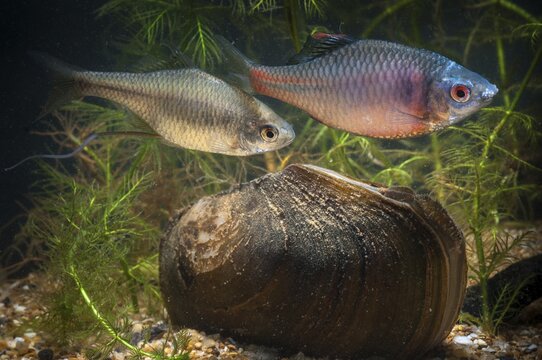 Anodonta cygnea, bitterling, duck mussel, common pond mussel, Rhodeus amarus, Rhodeus sericeus amarus, swan mussel, pond mussel, fish, fishes, river mussel, mussels, pisces, pond mussels