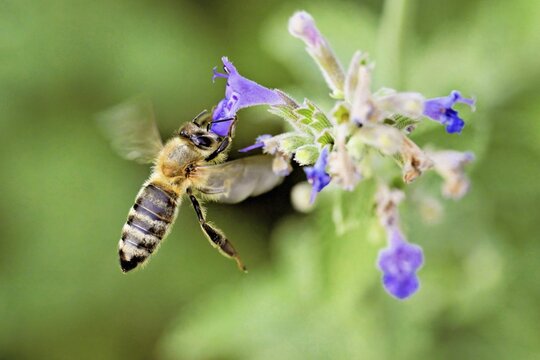Western honey bee (Apis mellifera), feeding on nectar from a catmint (Nepeta faassenii) flower, Meienberg, Canton of Aargau, Switzerland