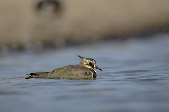 Lapwing, Vanellus Vanellus, Bath, Bathe, Birds, Charadriiformes, Limikolen, Plover, Potion, Birds, Wader, Watering Place, Waders