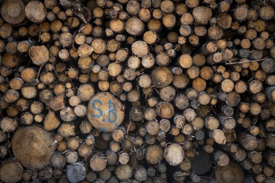 Logs, spruce logs, roundwood, storage, timber industry, Sunndals&oslash;ra, Tingvollfjorden, Sunndal Municipality, M&oslash;re og Romsdal Province, Norway