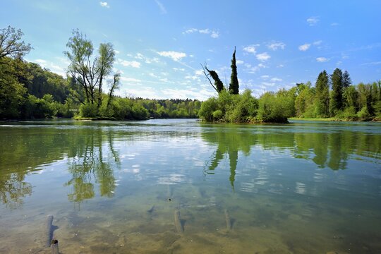 Small island in the Reuss river, beech trees sprouting leaves in spring, Niederwil, Gnadental, Bremgarten district, Canton of Aargau, Switzerland