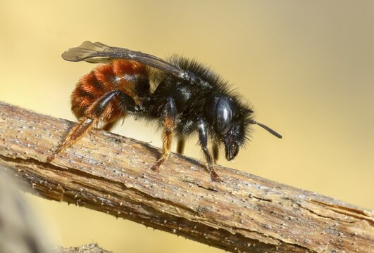 Apidae, bees, hymenoptera, mason bee, osmia bicornis, osmia rufa, red mason bee, insects