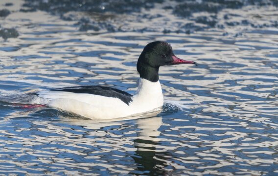 Goosander, goose s&auml;ger, mergus merganser, anatidae, birds, duckbirds, male, sawyer, birds, waterbirds, waterbirds