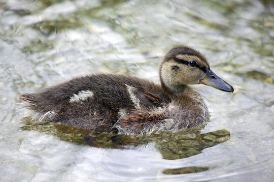Mallard chick (Anas platyrhynchos) swimming in water, Lake Constance, Styria, Austria