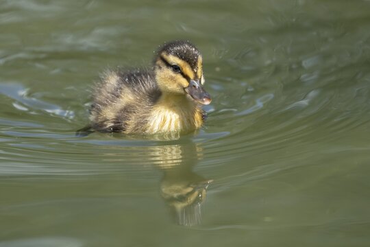 Mallard duck (Anas platyrhynchos) juvenile baby duckling bird swimming on the water of a lake in summer, England, United Kingdom