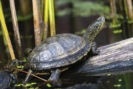 European Pond Tortoise, European Pond Turtle, European Swamp Turtle, Reptilia, Reptilia, Turtles, Turtles