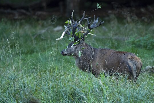 Red deer (Cervus elaphus) with heavy antlers in rut, Klamptenborg, Copenhagen, Denmark