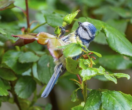 Blue tit (Cyanistes caeruleus) searching for food on rose leaves Aphids, a louse on the beak, Lower Saxony, Germany