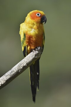 Sun parakeet (Aratinga solstitialis), captive, occurring in Brazil, French Guiana and Venezuela