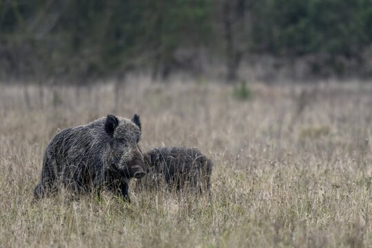 After a short stop, the wild boar (Sus scrofa) moves on, the young boar continues its search for food, mating season, November, Denmark