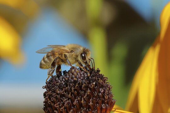 European honey bee (Apis mellifera), collecting nectar from a yellow coneflower (Echinacea paradoxa), Wilnsdorf, North Rhine-Westphalia, Germany