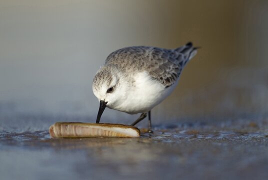 Sanderling (Calidris alba) adult wading bird in winter plumage feeding on a razorshell on a beach, Norfolk, England, United Kingdom