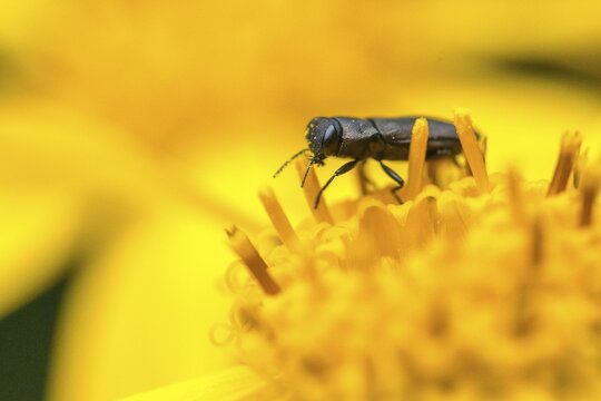 Anthaxia quadripunctata, buprestidae, pine beetle, metallic wood-boring beetle, magnificent beetle, four-spotted pine beetle, beetle, coleoptera, insects, beetles