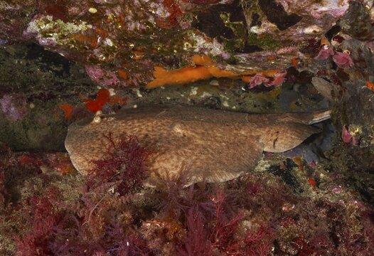 A marbled electric ray (Torpedo marmorata) rests on the seabed, surrounded by red algae. Dive site Marine reserve Cap de Creus, Rosas, Costa Brava, Spain, Mediterranean Sea