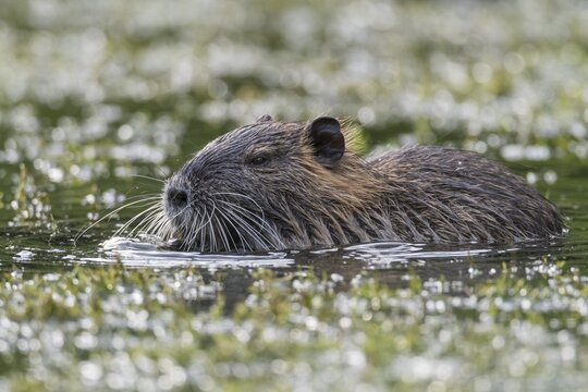 Nutria ( Myocastor coypus) in a water body, Lower Saxony, Germany