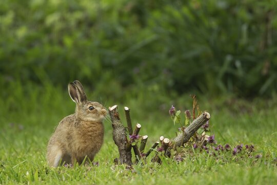 European brown hare (Lepus europaeus) juvenile baby leveret next to a rose bush plant in a garden in spring, England, United Kingdom