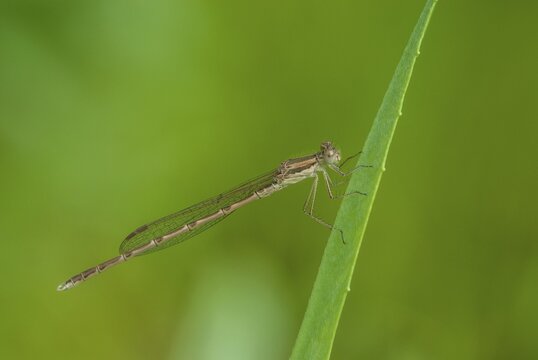 Common winter dragonfly, Sympecma fusca, winter damselfly, damselflies, dragonflies, insects, dragonflies, odonata, zygoptera