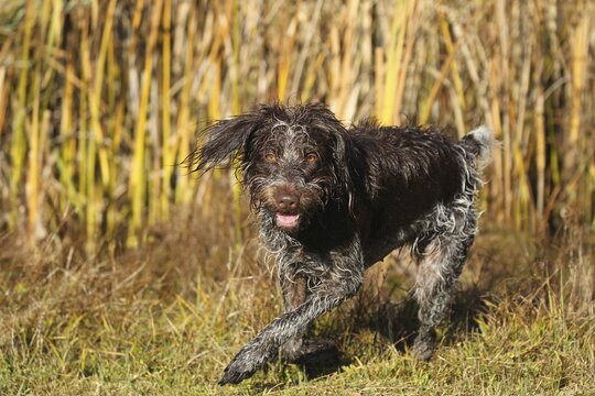 Hunting dog Bohemian Raubart or also Cesky Fousek, Allg&auml;u, Bavaria, Germany