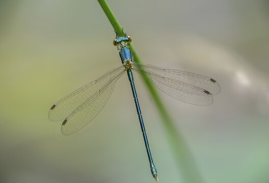 Little ruismaids, lestes virens, small spreadwing, damselflies, dragonflies, female, insects, dragonflies, odonata, female, zygoptera