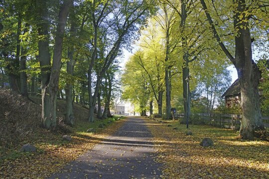 Tree avenue in autumn light with yellow leaves on the path, M&uuml;ritz National Park, Mecklenburg-Vorpommern, Germany