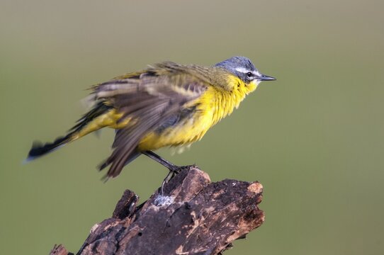 Motacilla flava, sheeptail, western yellow wagtail, yellow wagtail, birds, male, passeri, songbirds, birds