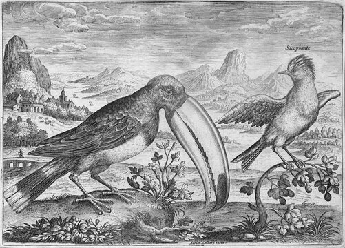 Toucan (Ramphastidae) in front of a mountain landscape, copperplate engraving by Adriaen Collaert, from Avium Vivae Icones, the series of birds, around 1600, Antwerp
