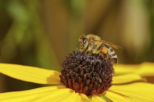 European honey bee (Apis mellifera), collecting nectar from a flower of yellow coneflower (Echinacea paradoxa), Wilden, North Rhine-Westphalia, Germany