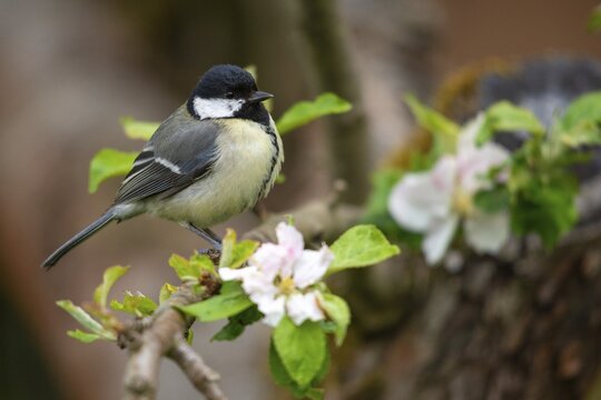 Great tit, great tit, fruit tree blossom, parus major, birds, spring, garden birds, tits, passeri, songbirds, song birds, spring, tits, birds