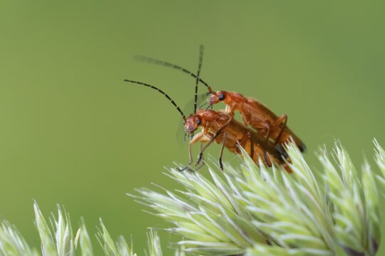 Common red soldier beetle (Rhagonycha fulva) two adult insects mating on a grass flower in summer, England, United Kingdom