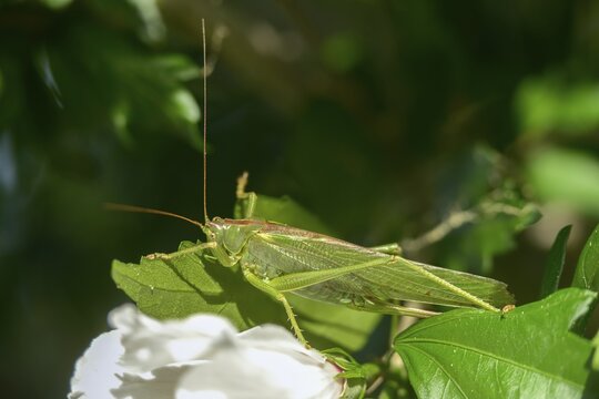 Grasshoppers, Great Green Bush cricket, big hayhorse, green hayhorse, deciduous locusts, songscares, Tettigonia viridissima, tettigonioidea, ensifera, grasshoppers, insects, insects, long-feeler scare