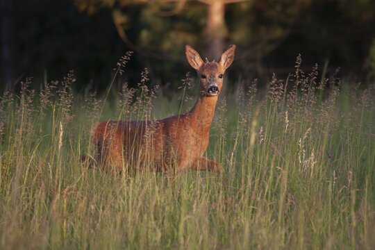 Roe deer (Capreolus capreolus) adult male buck in grassland, in a woodland clearing Suffolk, England, United Kingdom