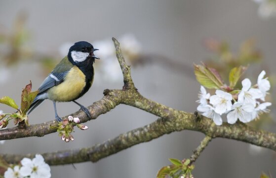 Great tit, great tit, parus major, birds, spring, song, male, meadow orchard, tits, male, passeri, singing, songbirds, song birds, jump, orchard, tits, birds