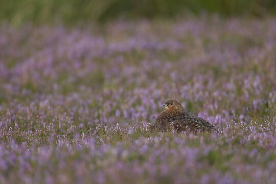 Red grouse (Lagopus lagopus scotica), adult, in flowering heather, Yorkshire, England, United Kingdom