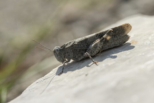 Acrididae, caelifera, field locusts, gomphocerinae, grasshoppers, short-feeler, Oedipoda germanica, red-winged wasteland scare, grasshoppers, grasshoppers, insects, red-winged grasshoppers, wasteland scare