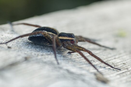 Dolomedes Fimbriatus, Finland, ridged hunting spider, Jesus spider, list spider, raft spider, spiders, spiders