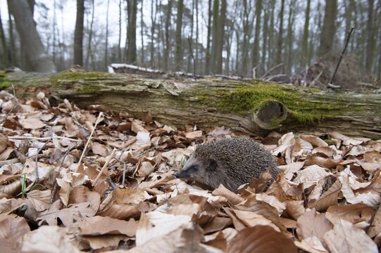 Hedgehog (Erinaceidae) on the forest floor looking for winter quarters, Cloppenburg, Lower Saxony, Germany