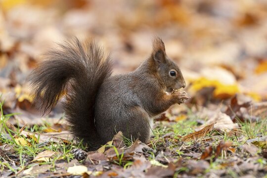 Eurasian red squirrel (Sciurus vulgaris) in a meadow, wildlife, Germany