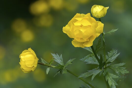 Budabin seed, buttercup, butter ball, butterrose, globe flower, goldhead, buttercup, ball ranunculus, ranunculaceae, trollflower, trollius europaeus, flora, plants, plants