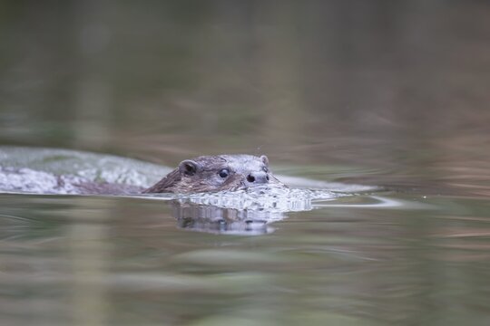 Eurasian otter (Lutra lutra) adult animal swimming in a river, England, United Kingdom