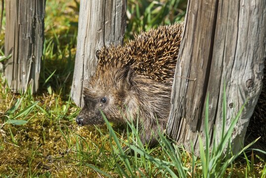 Erinaceus europaeus, hedgehog, insectivora, insectivora, insectivora, mammals, prickly, mammals