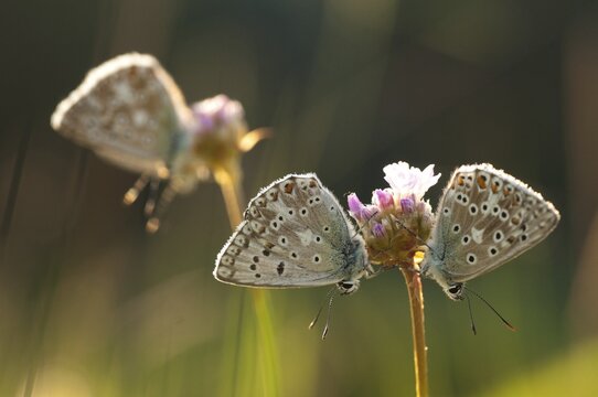 Lysandra coridon, polyommatus coridon, silverblue, silvergreen blue, butterfly, chalkhill blue, insects, sleep, sleeping community, butterfly, sleep, butterflies