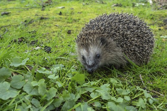 Hedgehog (Erinaceidae) on the forest floor, Cloppenburg, Lower Saxony, Germany